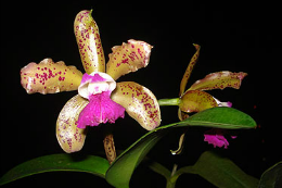 Imagem: As orquídeas têm grande variedade de espécies e estão presentes em todos os continentes, menos na Antártida (Foto: Divulgação)