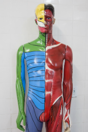 Imagem: Réplica do corpo humano