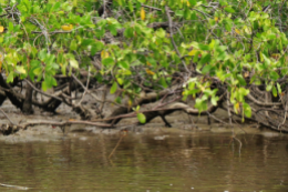 Imagem: Os manguezais estão sob forte pressão de atividades humanas (Foto: Jaque Zattera)
