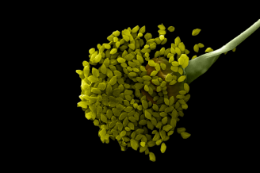 Imagem obtida por microscopia eletrônica de varredura da liberação de esporos de Rhizopus sp, o bolor preto do pão, ampliada 2 mil vezes 