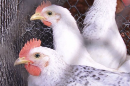 Imagem: Morte de aves transportadas é problema para o mercado exportador de carne de frango (Imagem: Reprodução UFCTV)