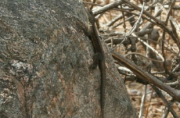 Tropidurus jaguaribanus