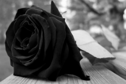 Imagem: Rosa negra sobre uma mesa