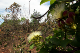 Imagem: Situada no Brasil Central, a vegetação do cerrado é vista em 11 estados (Foto: Antonio Cruz/ABr)