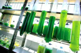 Imagem: Cultivo de microalgas tem aplicação em diveras áreas da ciência (Foto: www.cienciahoje.pt)