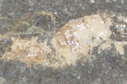 Foto do fóssil do camarão