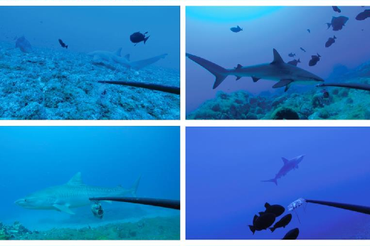 Imagem: Imagens de tubarões sendo monitorados no fundo do mar