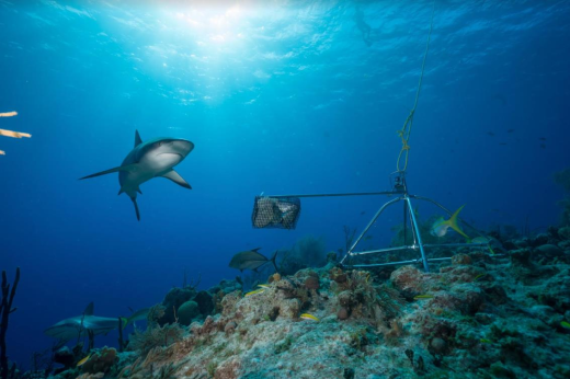 Imagem: Tubarão no fundo do mar com sistema de monitoramento ao lado