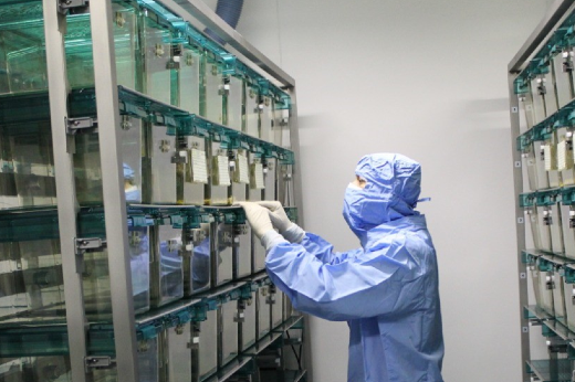 Imagem: Foto de um técnico com roupa especial azul organizando as gavetas do biotério