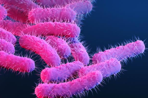 Imagem: Ilustração médica da bactéria Shigella, publicada no livro Antibiotic Resistance Threats in the United States (Stephanie Rossow/CDC)
