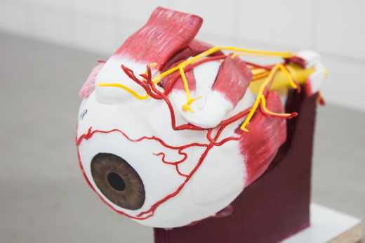 Imagem: olho de plástico para estudo de anatomia
