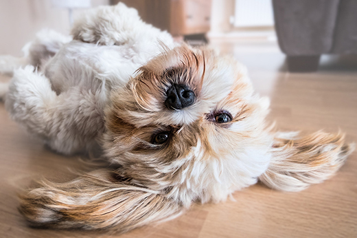 Cachorro Shi Tzu deitado no chão (Foto: (Foto de Fran @thisisfranpatel em Pixabay)