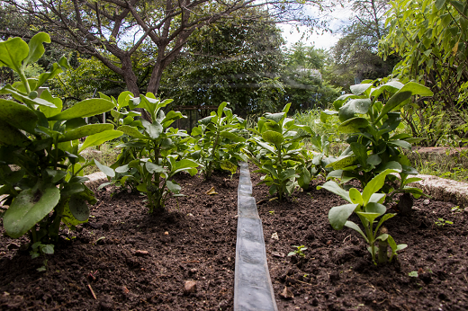 Imagem: horta de plantas medicinais no Campus do Pici