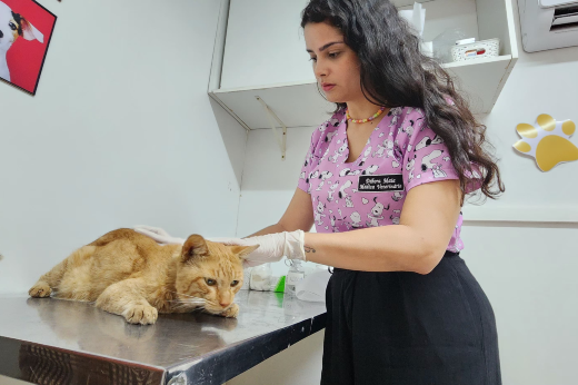 Uma veterinária examinando um gato laranja deitado sobre uma mesa de metal em um consultório veterinário. A profissional veste um uniforme lilás com estampas de animais e luvas descartáveis